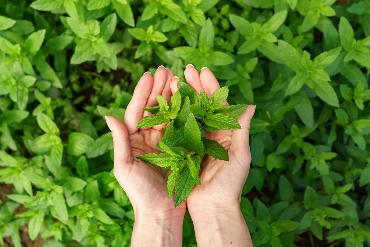 Menthol & mint products